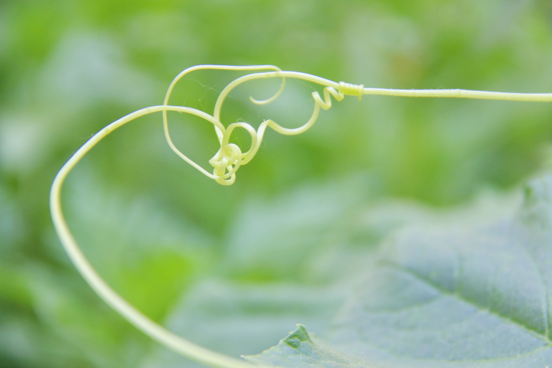 纠缠  森林里有丝萝与乔木的紧紧相拥,那是生命的依托,是情深不寿的