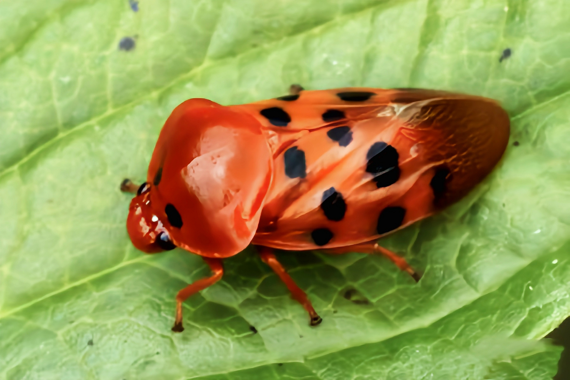 每天认识一种昆虫——黑斑丽沫蝉 黑斑丽沫蝉又红泡蝉,是半翅目,沫蝉