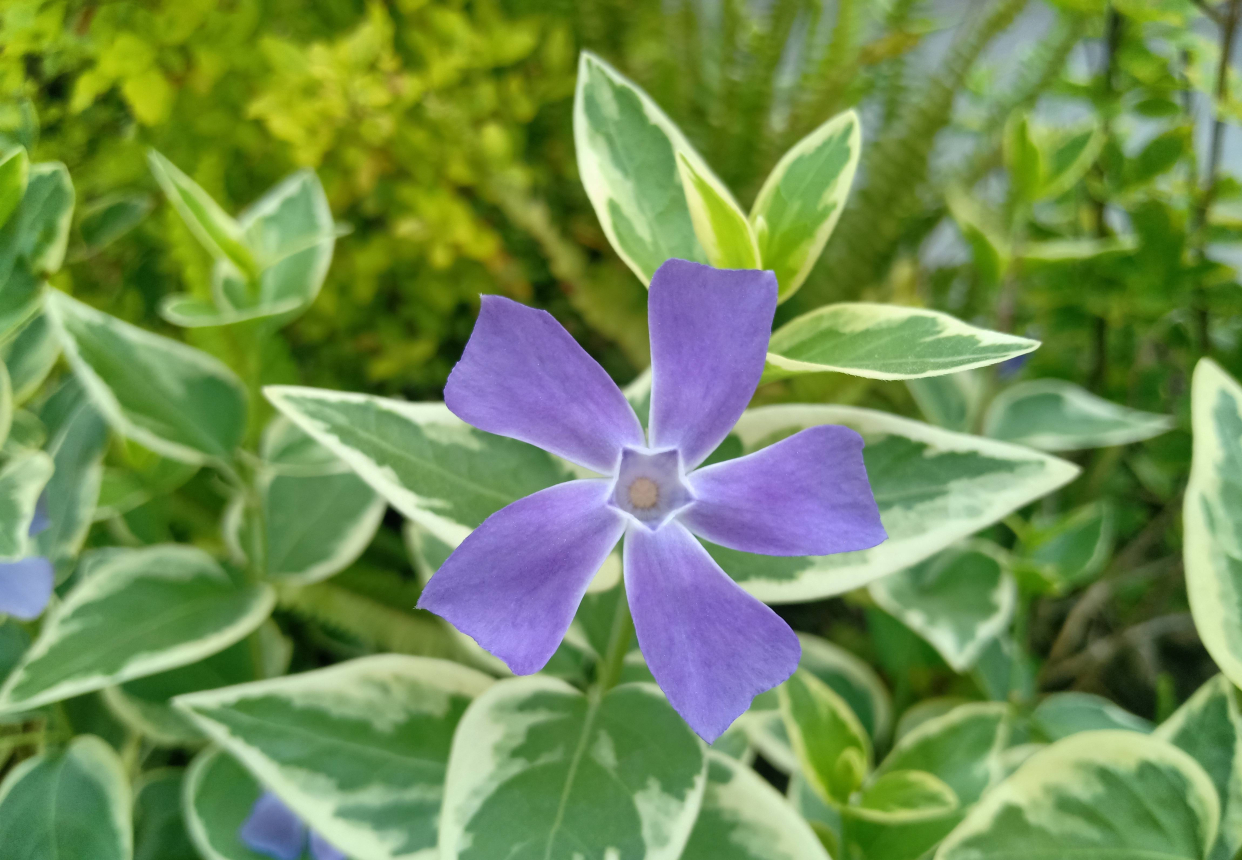 花叶蔓长春的养护3要点,枝条更多更长,花更艳更美,比绿萝还美