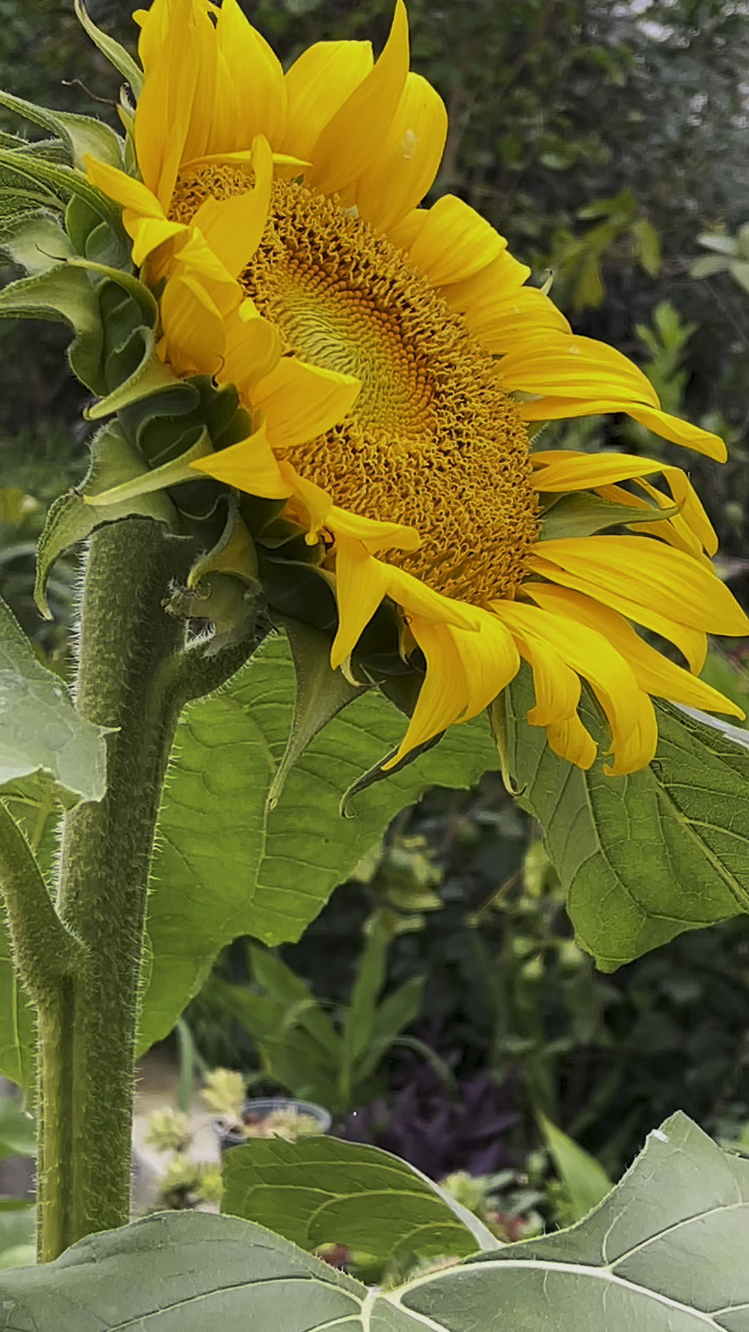 夏日里的向日葵,迎着阳光绽放出最美的年华