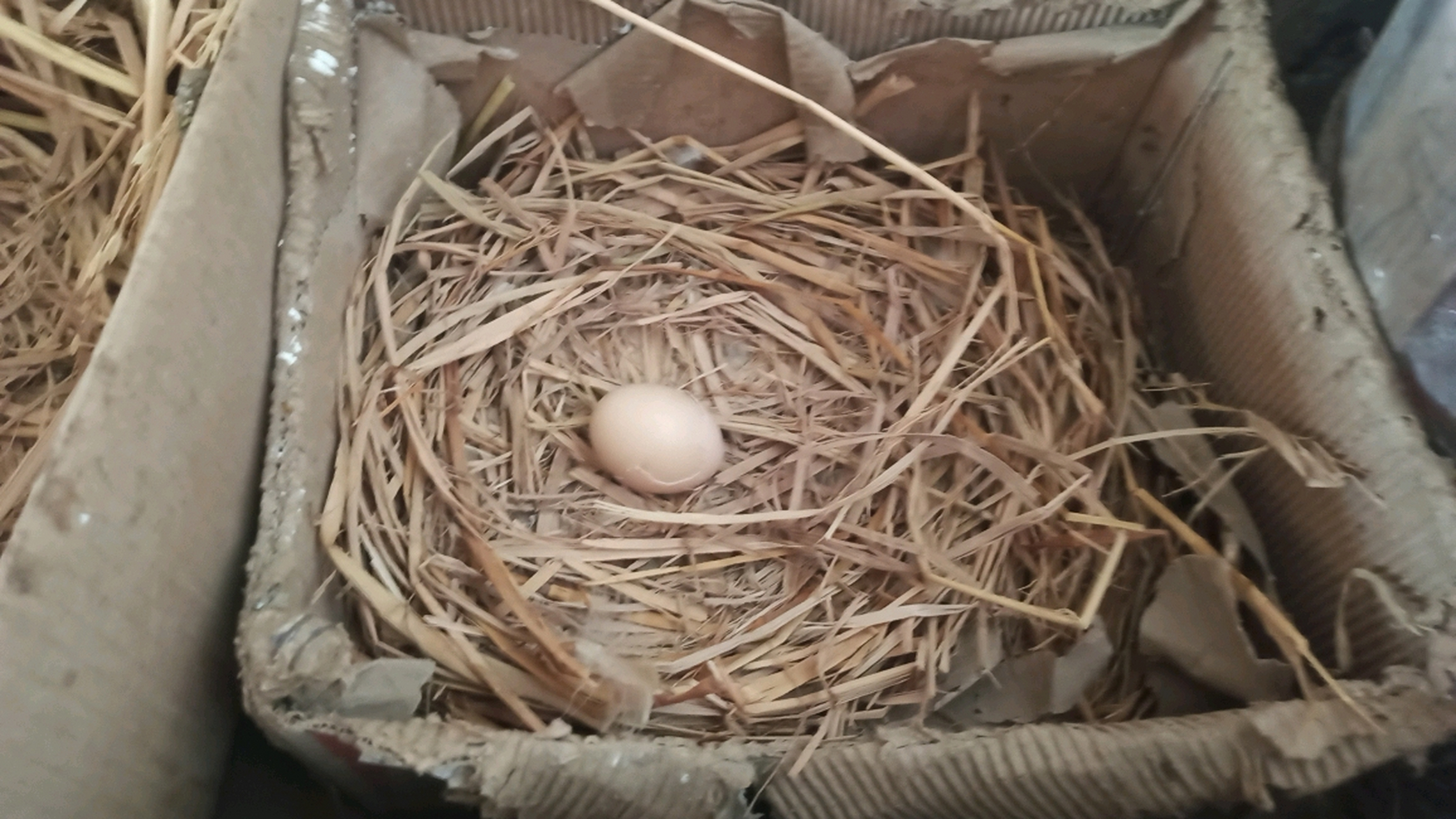 你见过鸡窝里 刚下的蛋吗! 握在手里, 热乎手的!