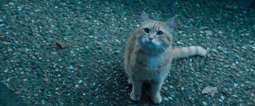 《再见街猫BOB》我这个人很简单，有猫能撸我就能活下去