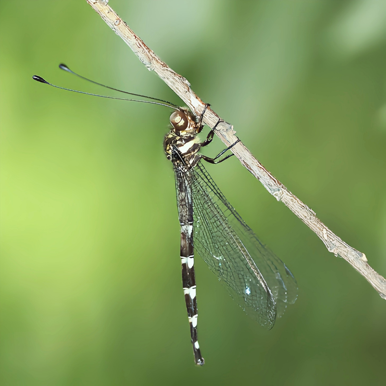 每天认识一种昆虫——蓬莱长角蛉 蓬莱长角蛉又名蝶蛉岭,长角蛉.