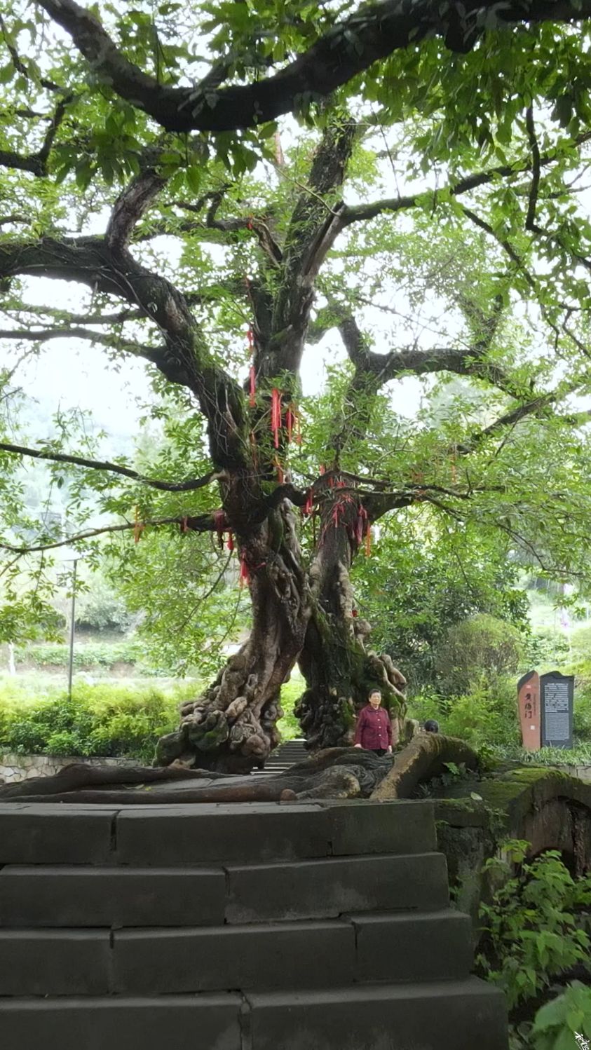重庆两棵神奇的古树,当地人称"鸳鸯树",数百年来不断靠拢,相拥融为了
