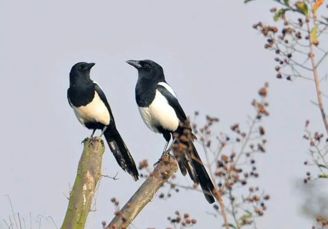 喜鹊:生态价值与文化意义