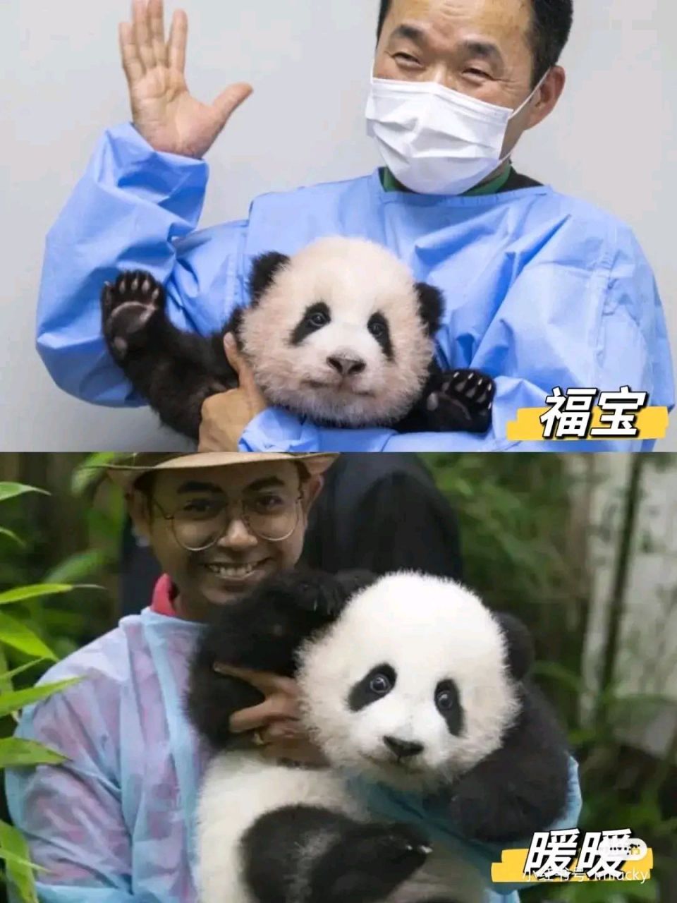 不过福宝更有灵气,暖暖更漂亮.