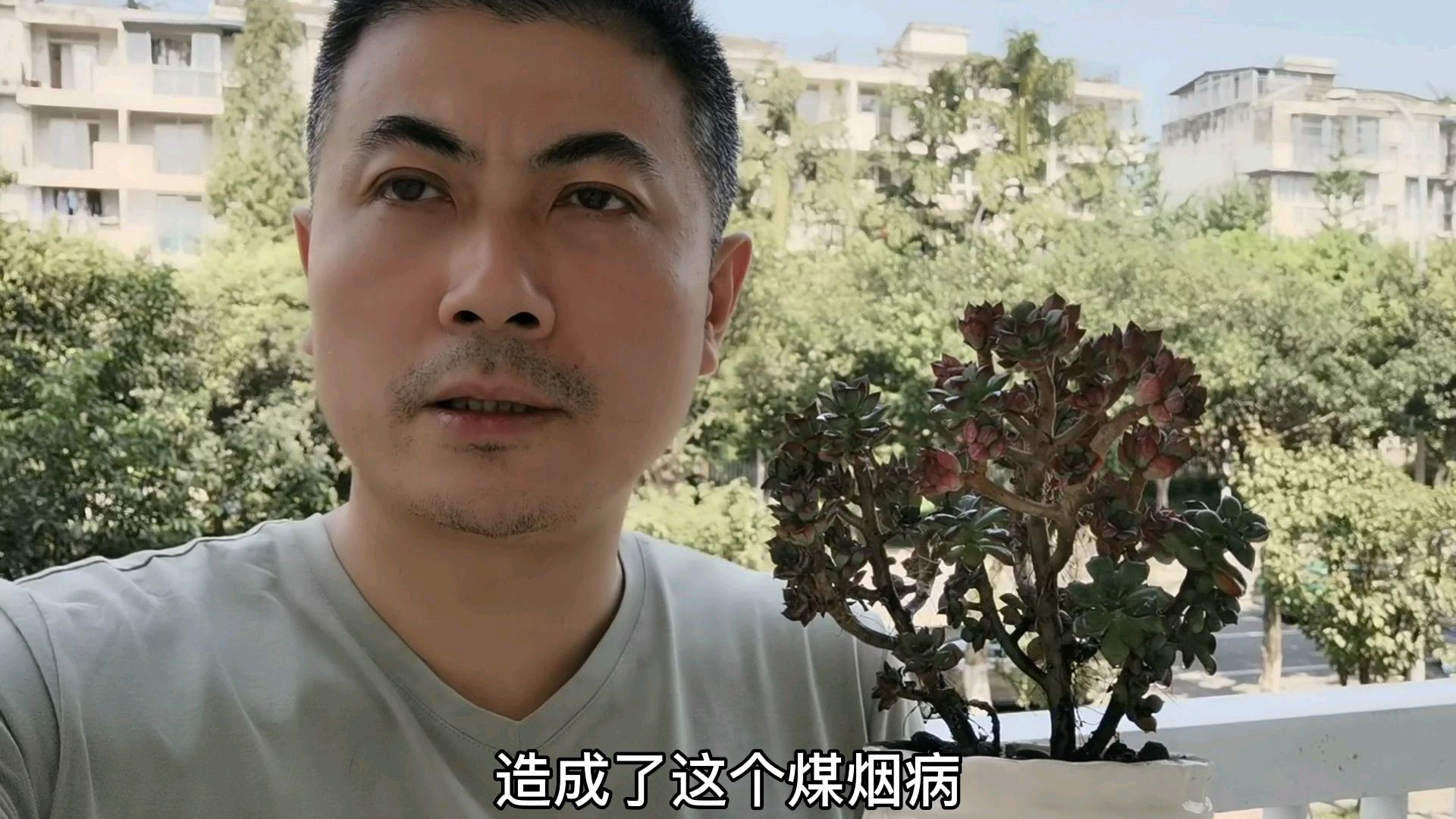 今年夏天成都雨水太多了,连多肉都扛不住了,“煤烟病”袭来