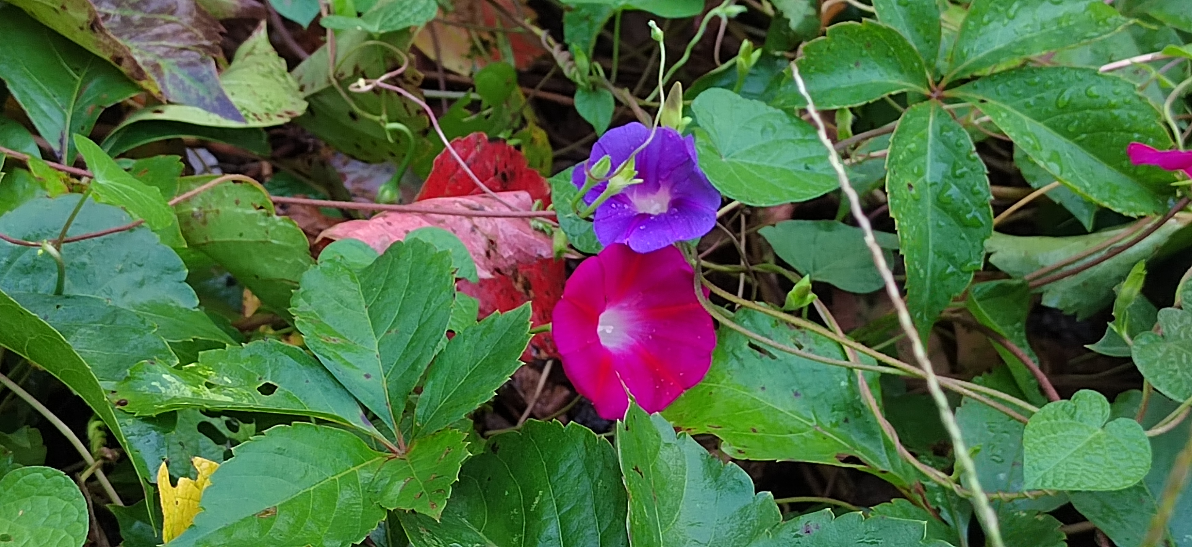 雨后的牵牛花0918