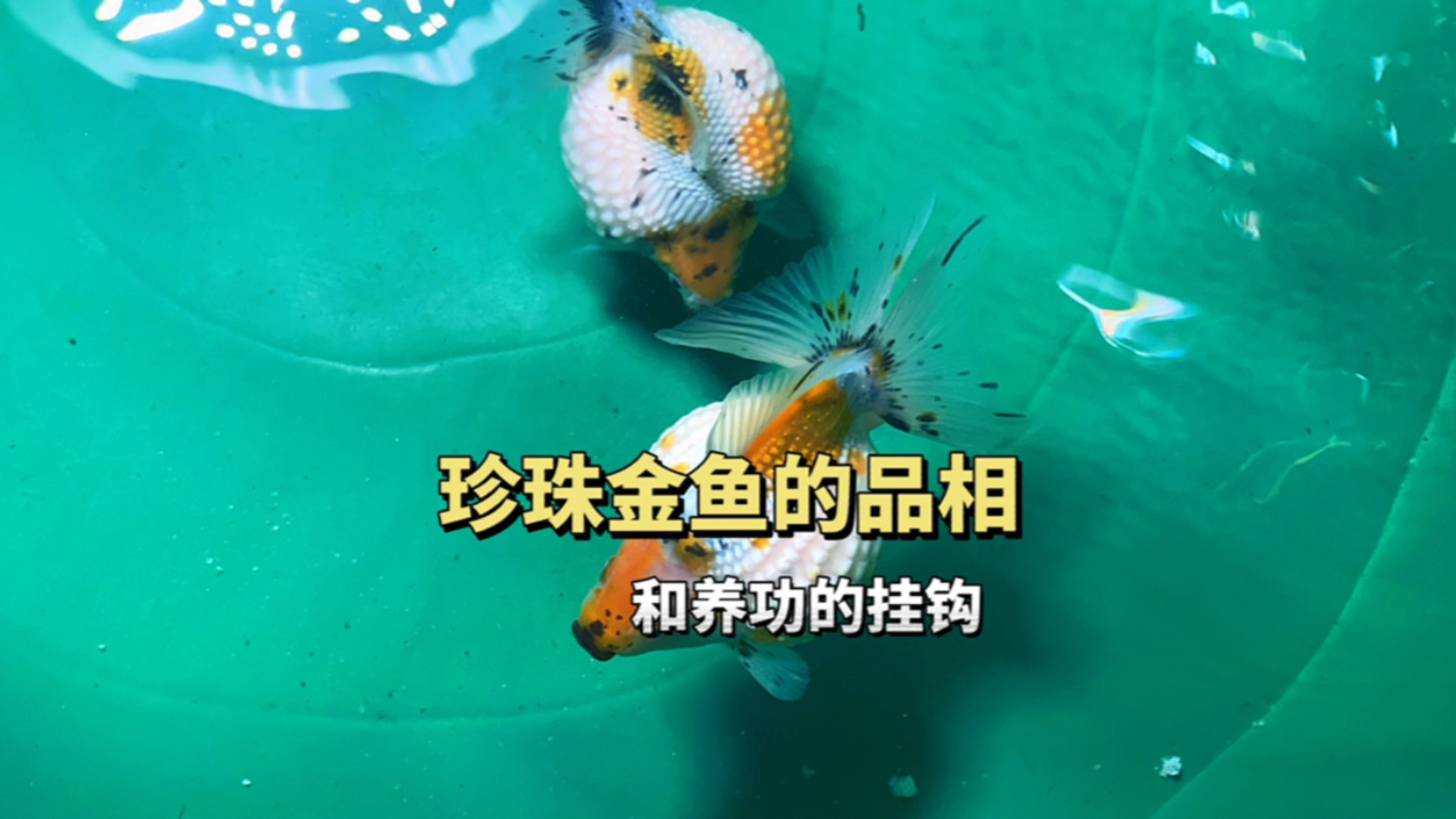 珍珠金鱼的品相和养功和种鱼的基因有关系