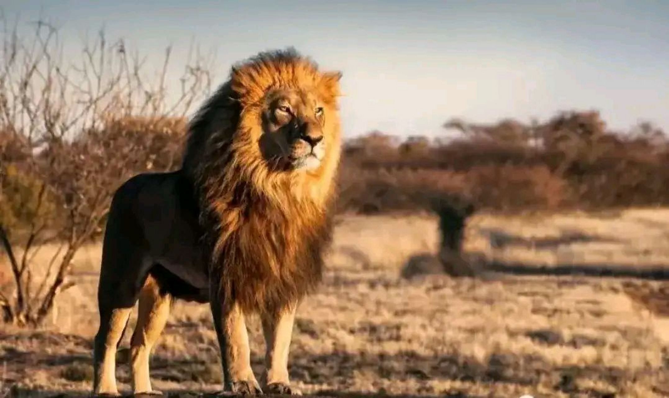 国家的贫与富,看他们动物园里的狮子就能略见分晓!