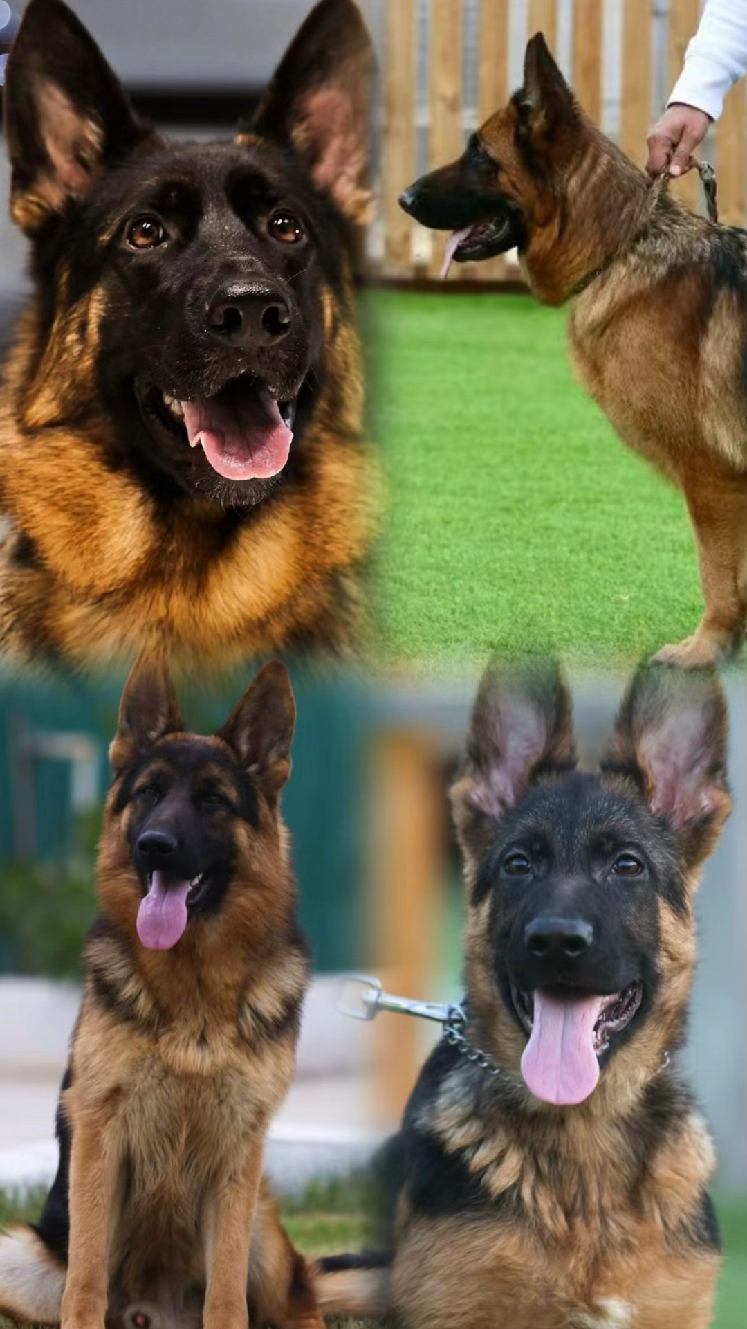 德国牧羊犬:智慧忠诚的工作犬之王