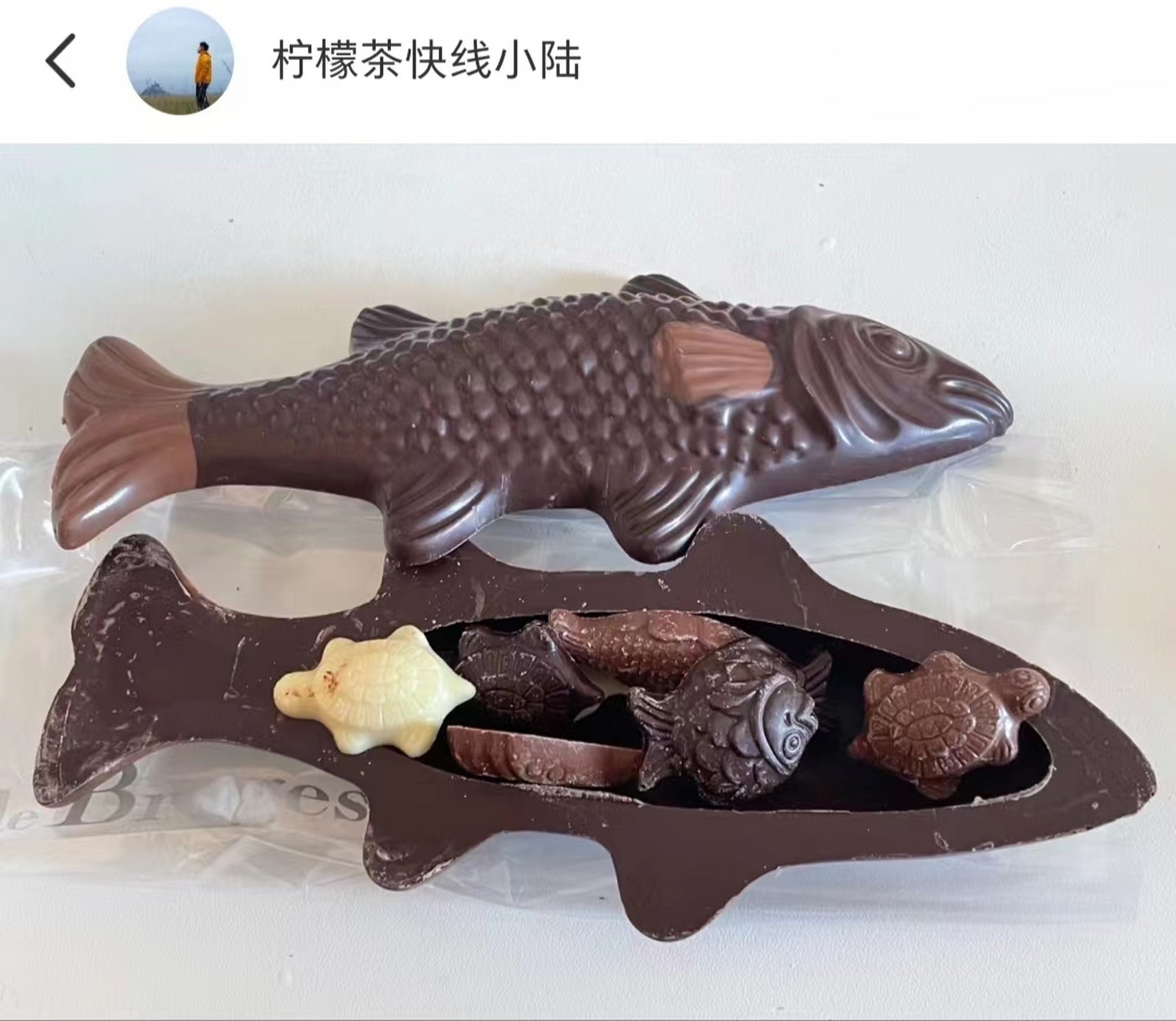 网友:女朋友导师送的巧克力鱼竟然还有崽,不仅有鱼崽还有乌龟崽