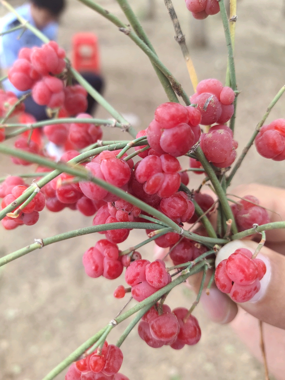 麻黄果药用价值图片