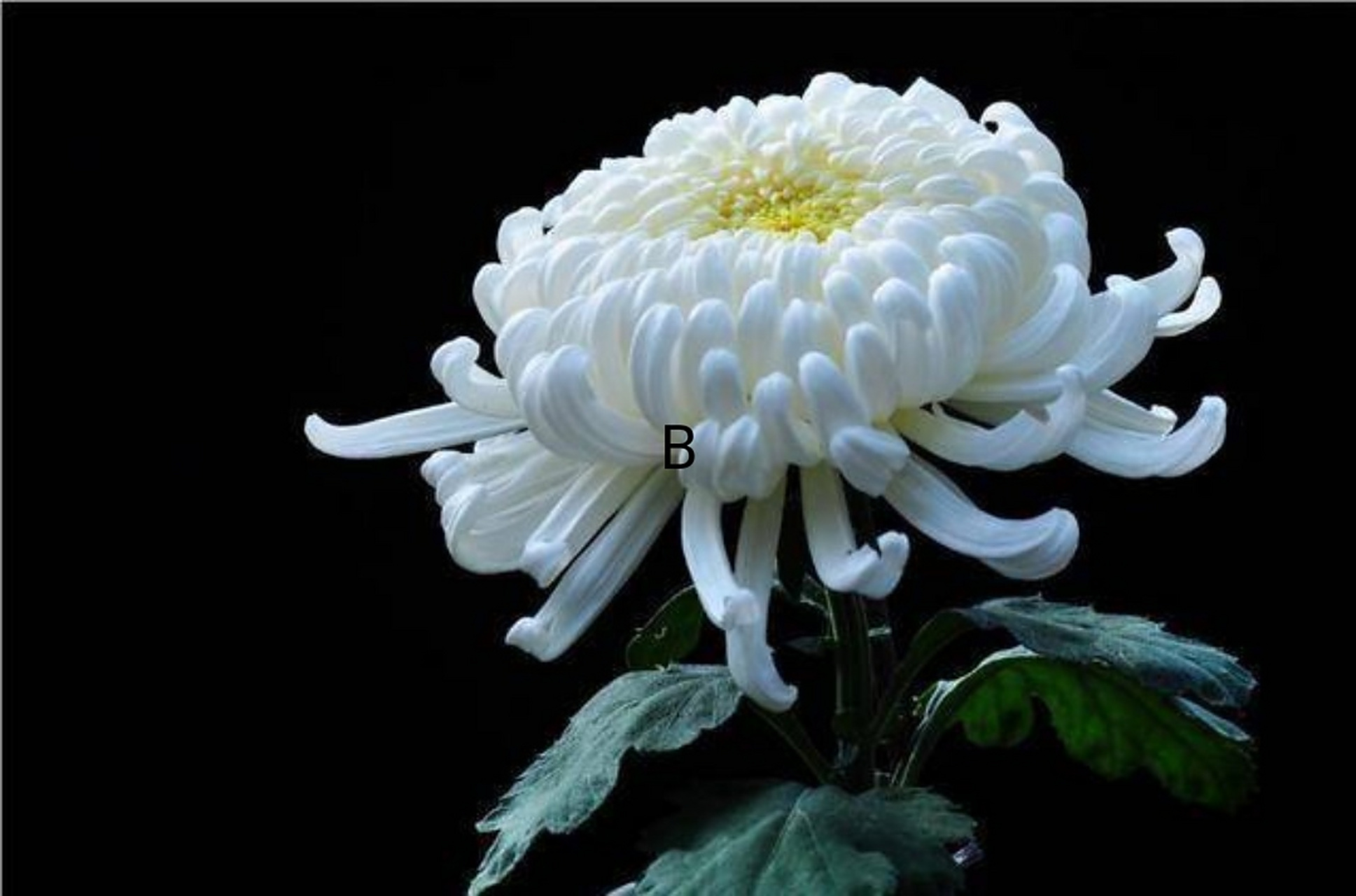 答案在评论区侵必删