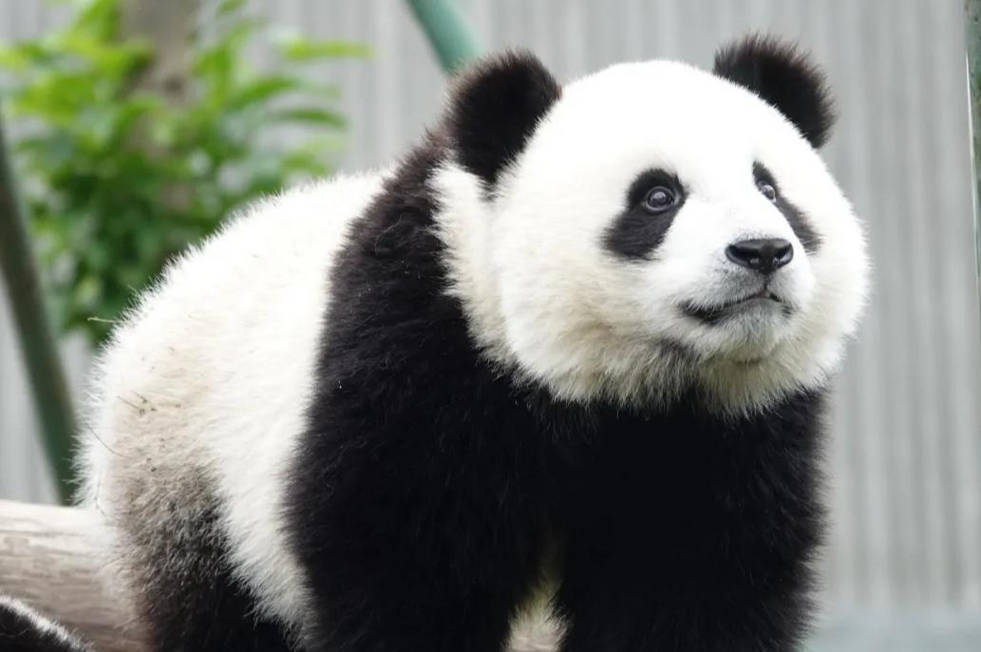 大熊猫 "颜王"皓月,喜妹炫技之作! 67