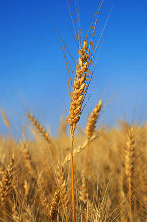 山东小麦价格行情,价格猛涨