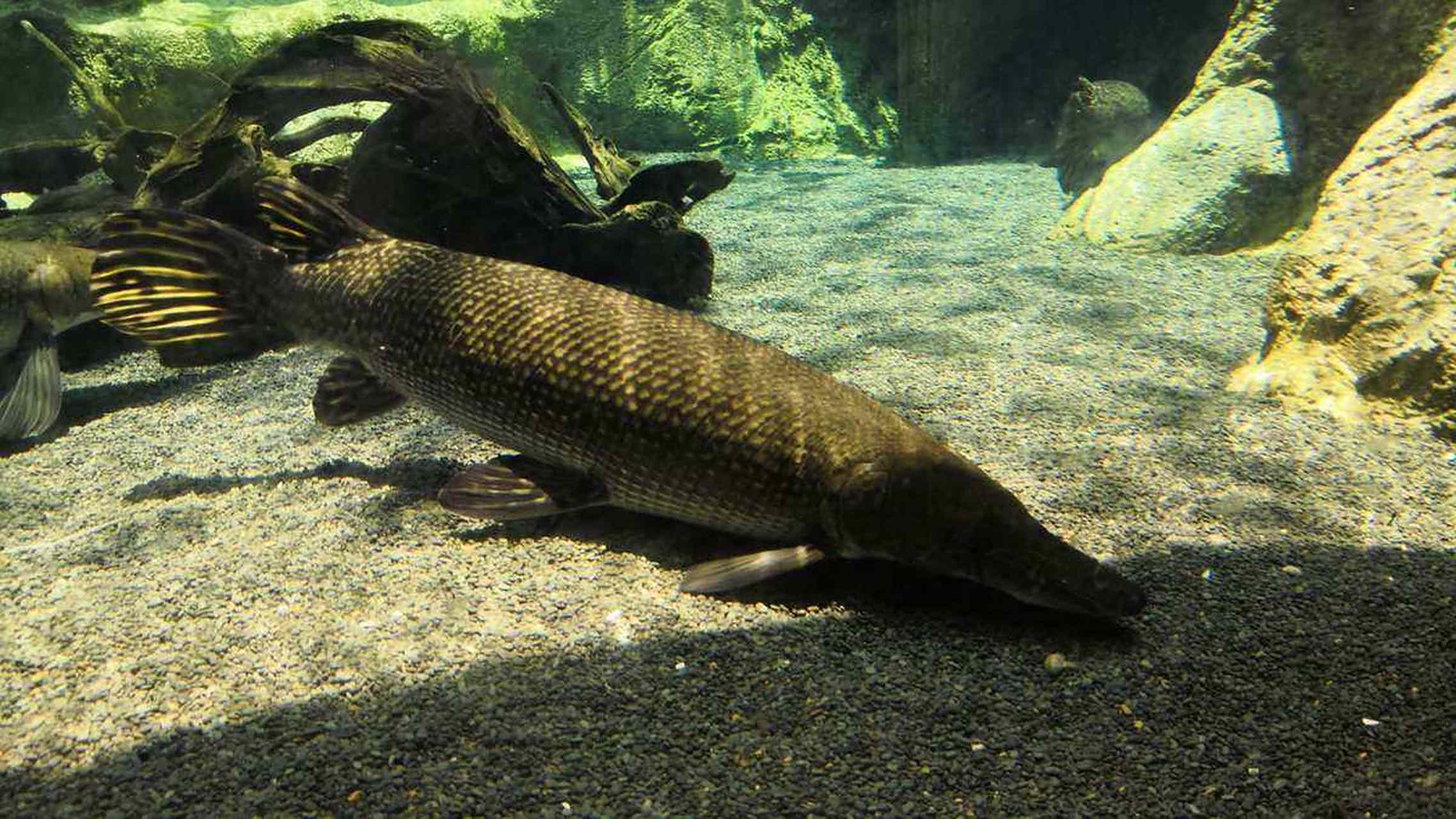 鳄雀鳝(学名:atractosteus spatula):是雀鳝目,雀鳝科,大雀鳝属动物.