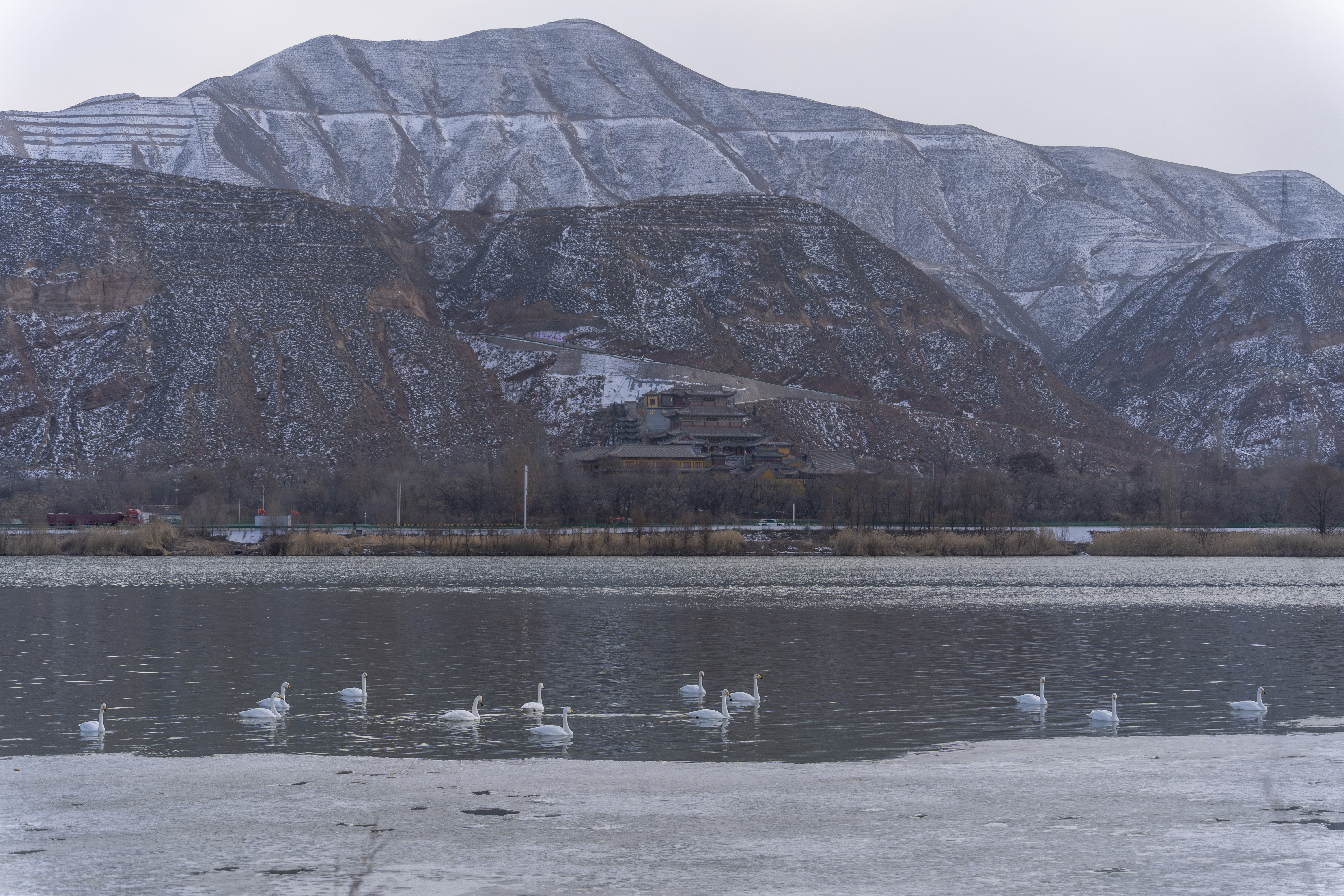 兰州三江口大天鹅