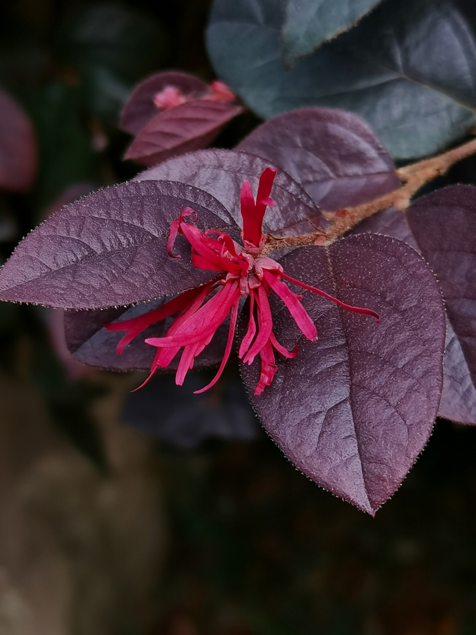 别名,红继木. 为金缕梅科,檵木属檵木的变种,常绿灌木或小乔木.