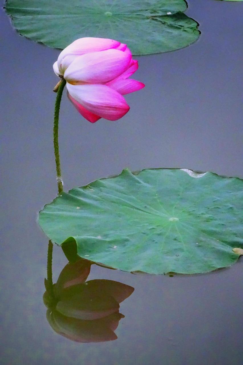 做人,少管闲事,少言他人是非  #我要上热门#   古语有言:"事不关己休