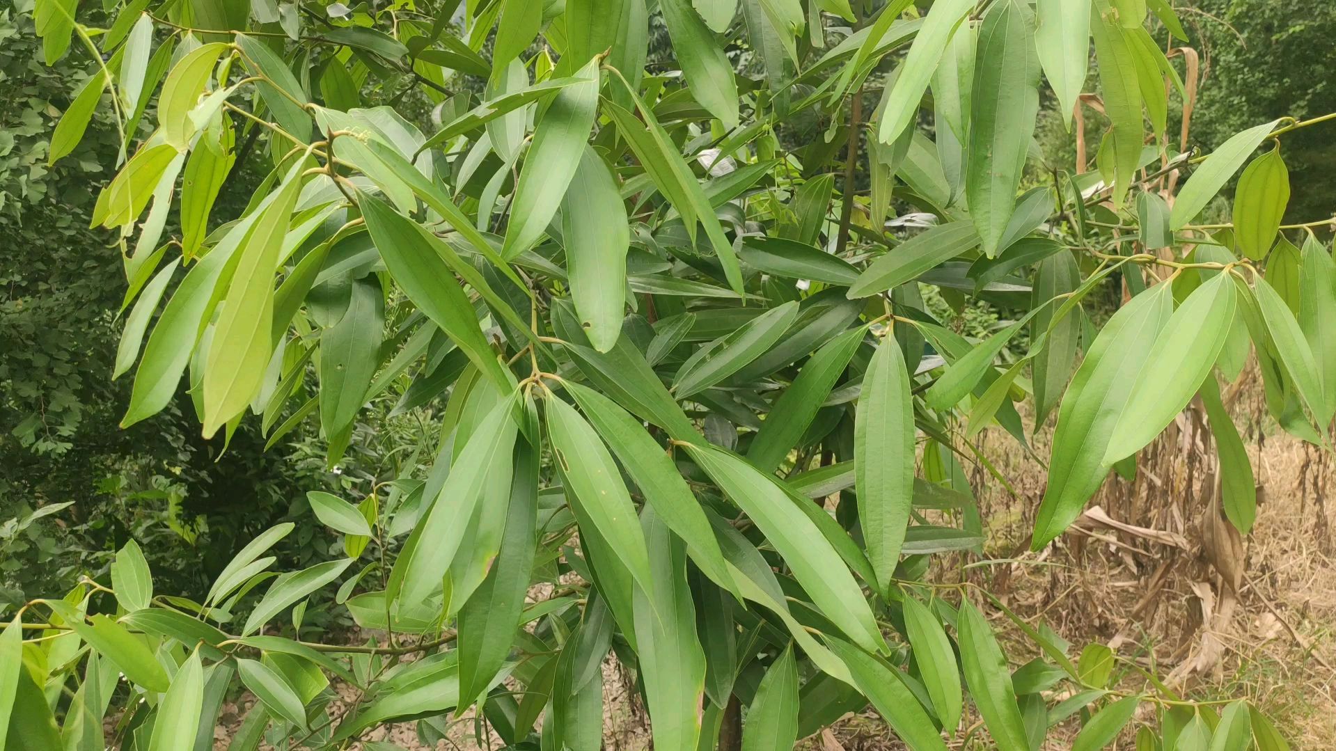 这种植物叫肉桂,被称之为东方黄金,它的树皮是很好的香料!