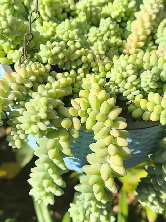 彩虹玉坠多肉:小巧精致的自然艺术品,打造你的绿色空间