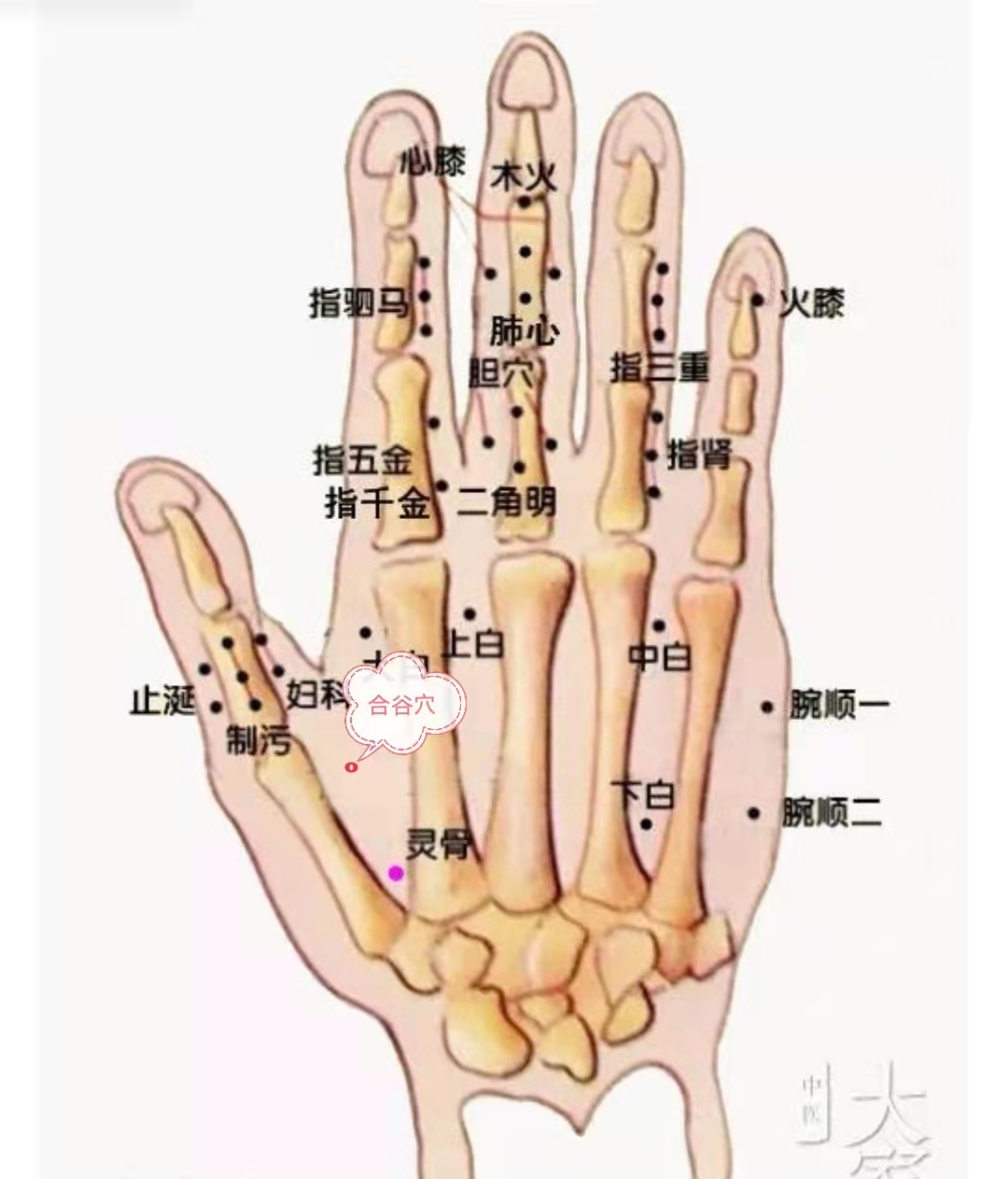 灵谷穴跟合谷穴位置!