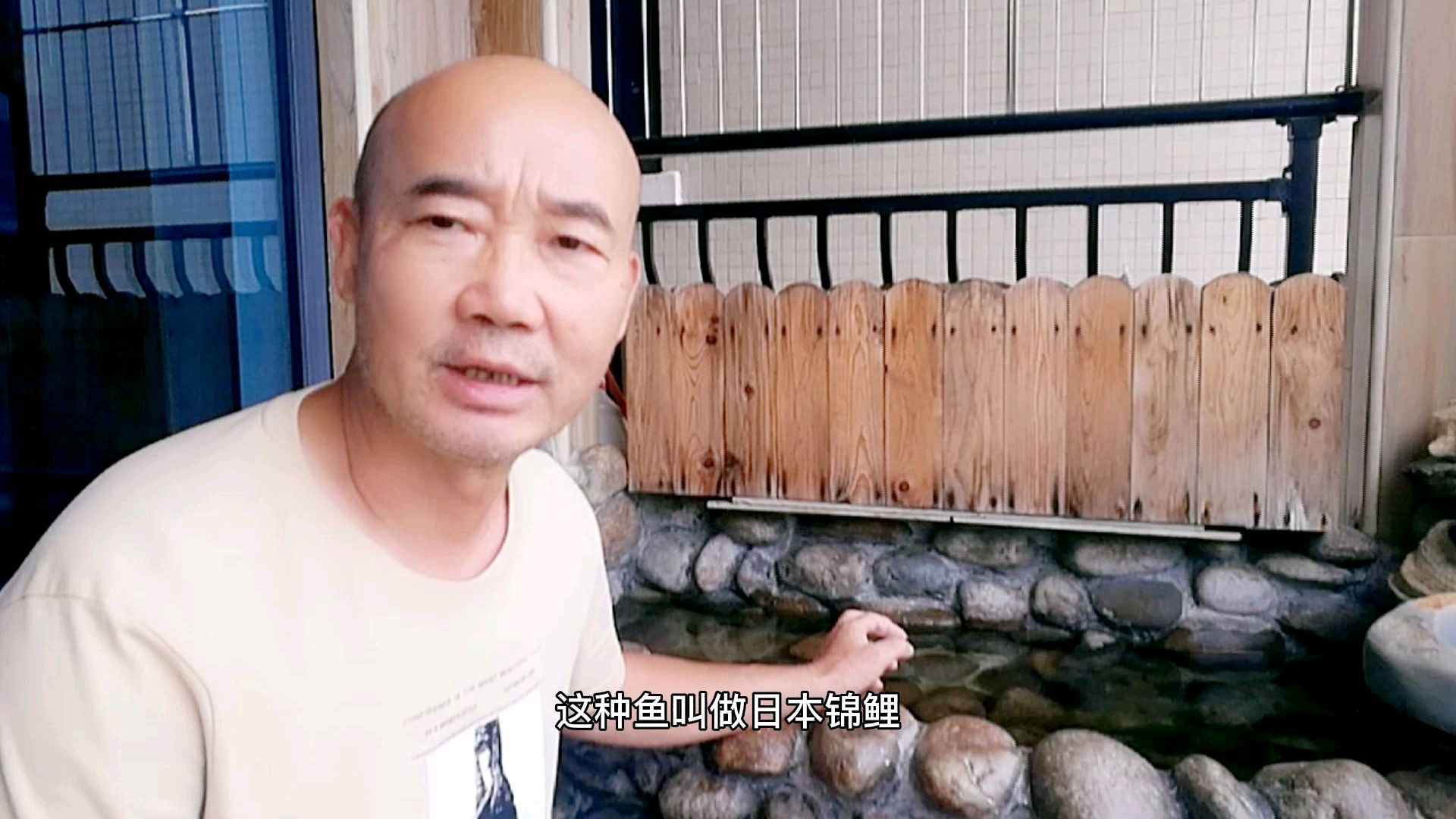 千条日本锦鲤水花苗,阳台鱼池怎么养出精品锦鲤?