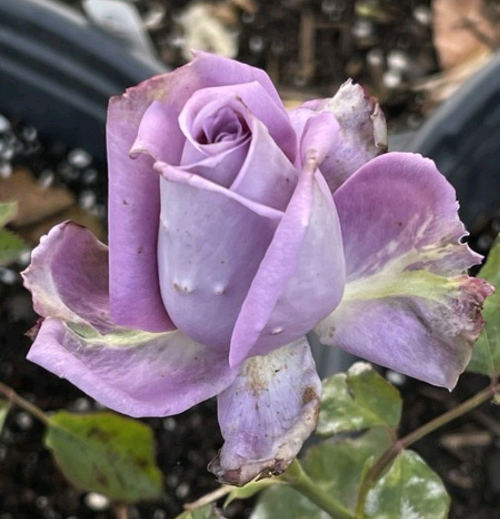 从"蓝色梦想(blue for you)"谈蓝色月季