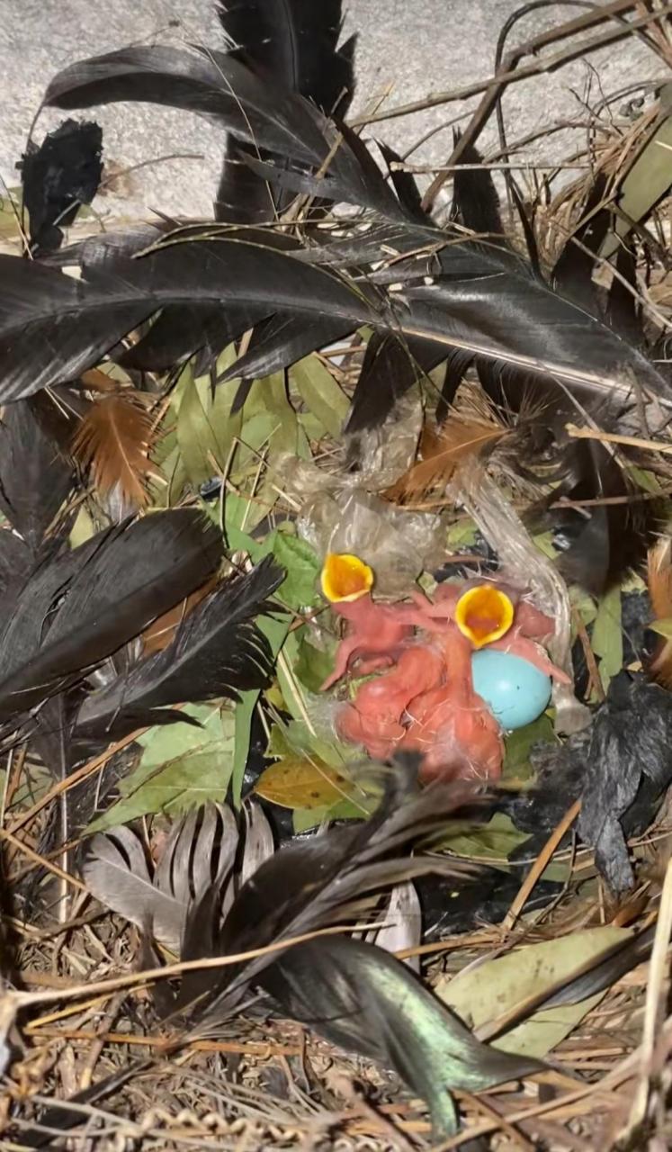 白色的,黑色的,花色的鸟蛋都见过,这蓝色的当真是第一次见