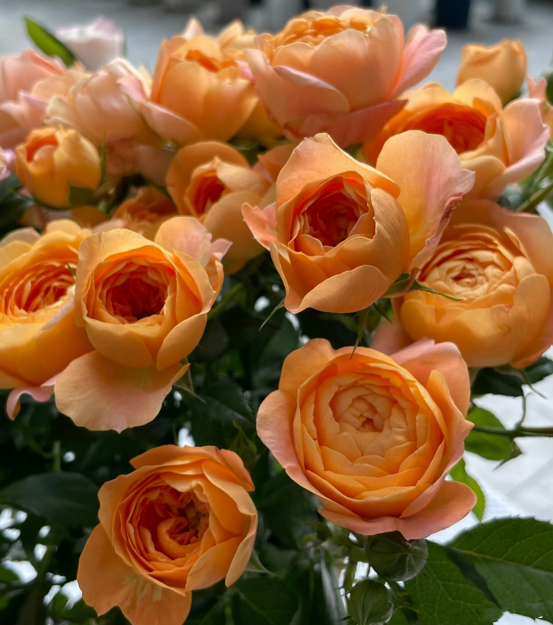 橙色月季花代表青春,靓丽,光荣的形象,表达未来生活,事业充满希望