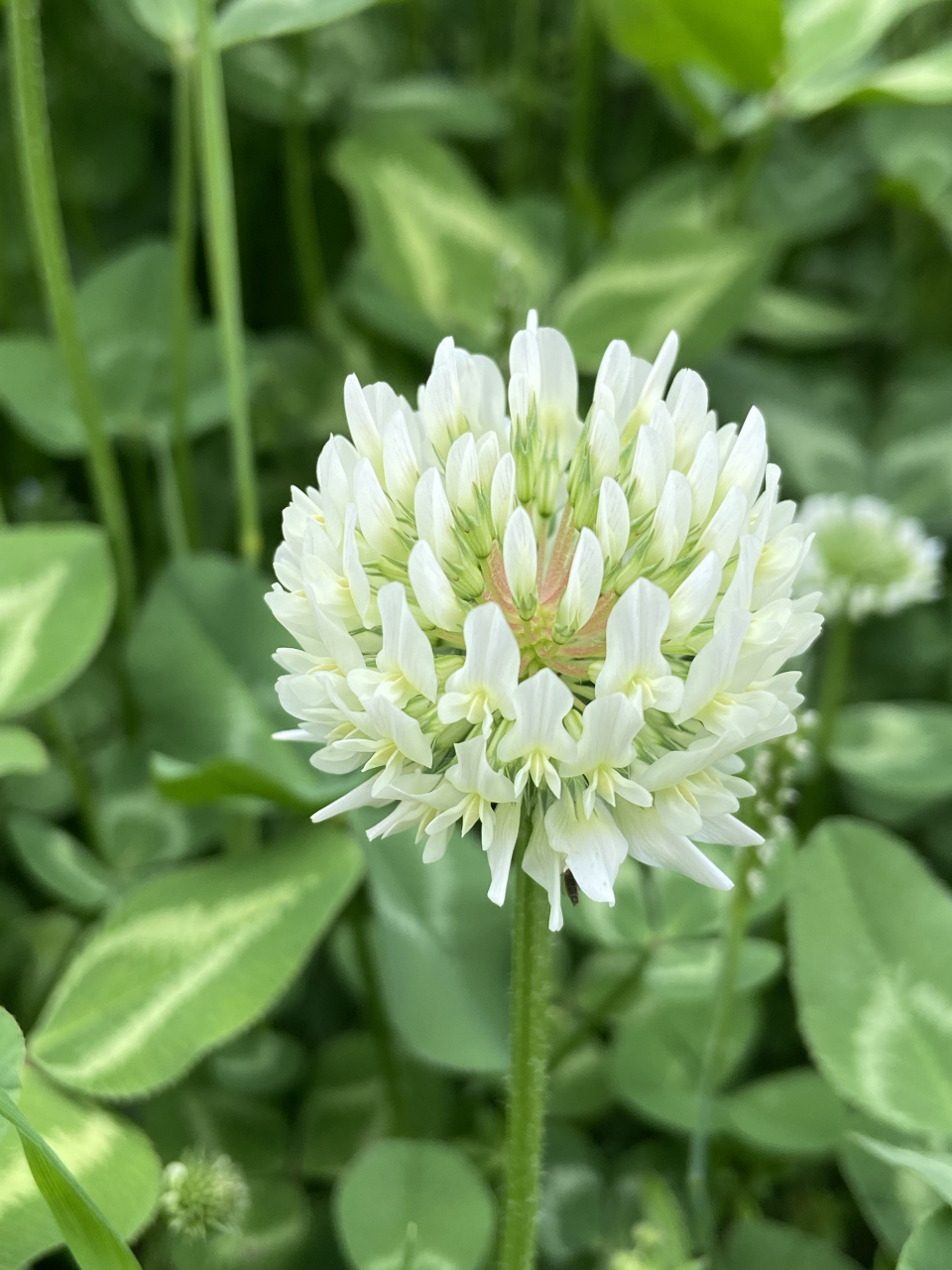 白车轴草(白花三叶草). 有时候,会不经意被野花野草吸引.