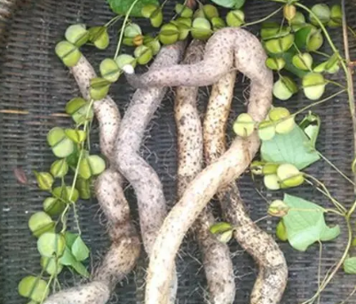 野山药也叫薯蓣,秋冬煲汤泡茶养生佳品,浅挖一颗回去试试口感!
