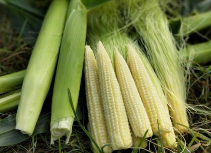 俗称"珍珠笋",被农民当废物扔掉,国外却是高档蔬菜,1斤20元