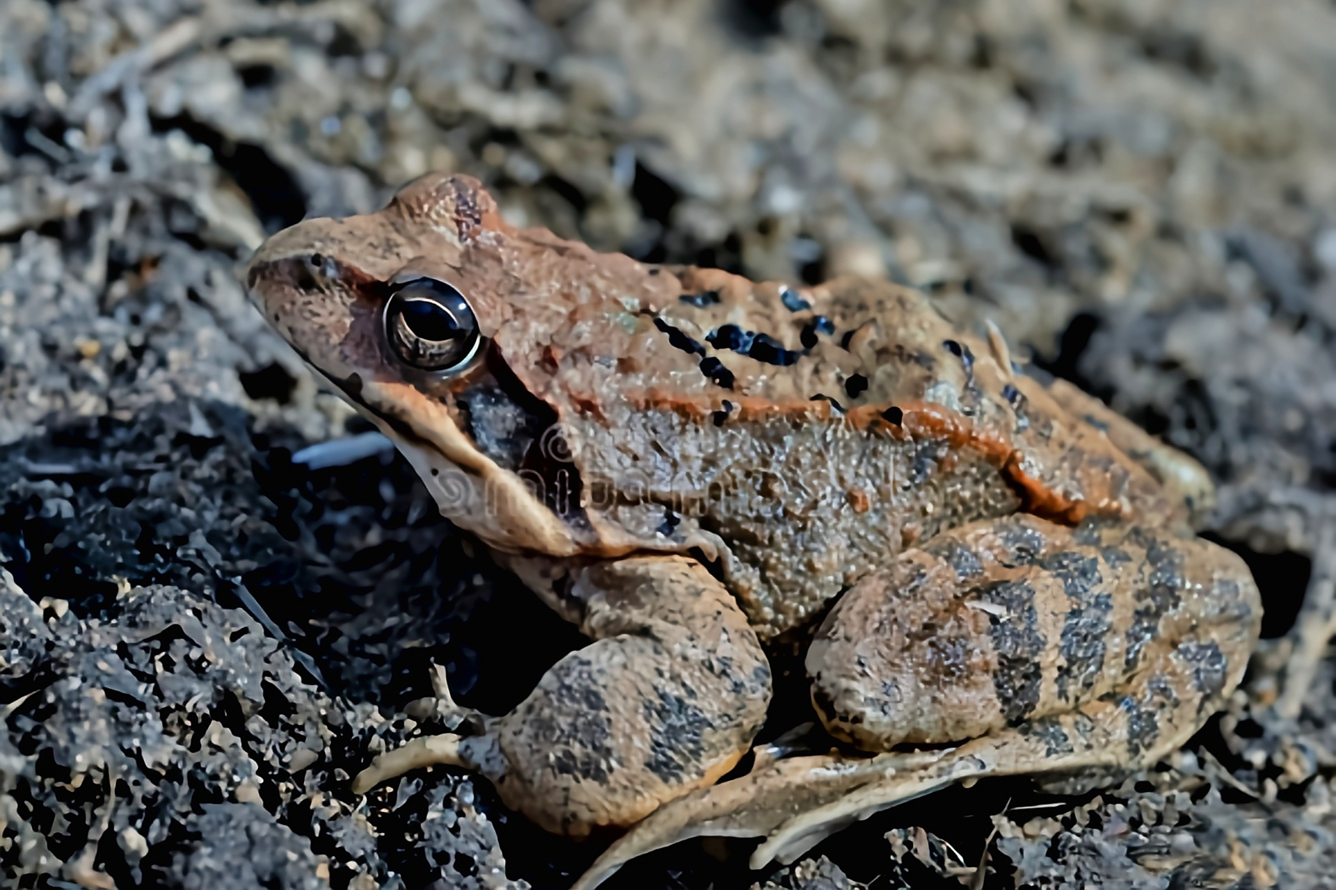 3厘米,雌性略大,体色多为灰褐,棕褐,深褐,红棕