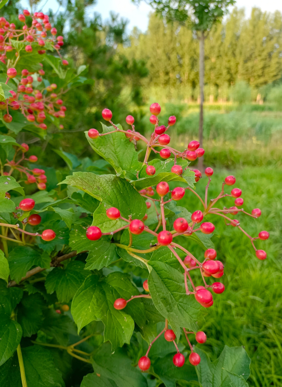 天目琼花结了可爱的小果子.