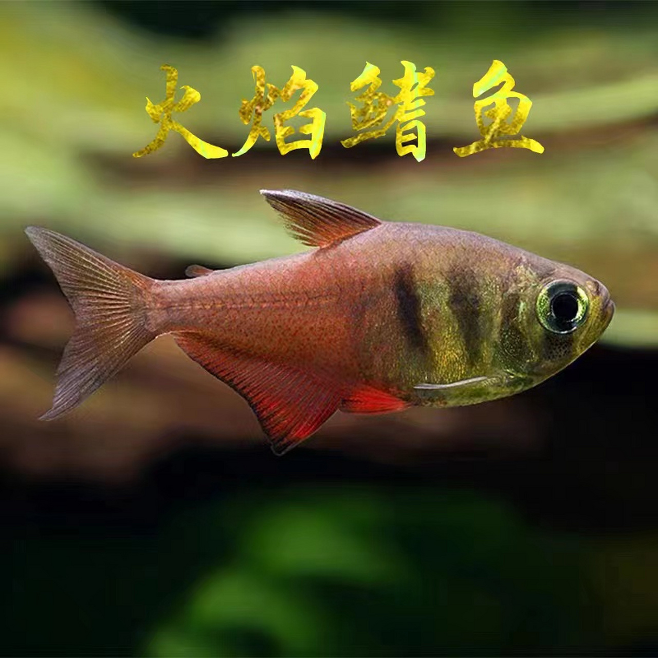 火焰灯鱼,学名火焰魮脂鲤(hyphessobrycon flammeus),又称火焰裙鱼