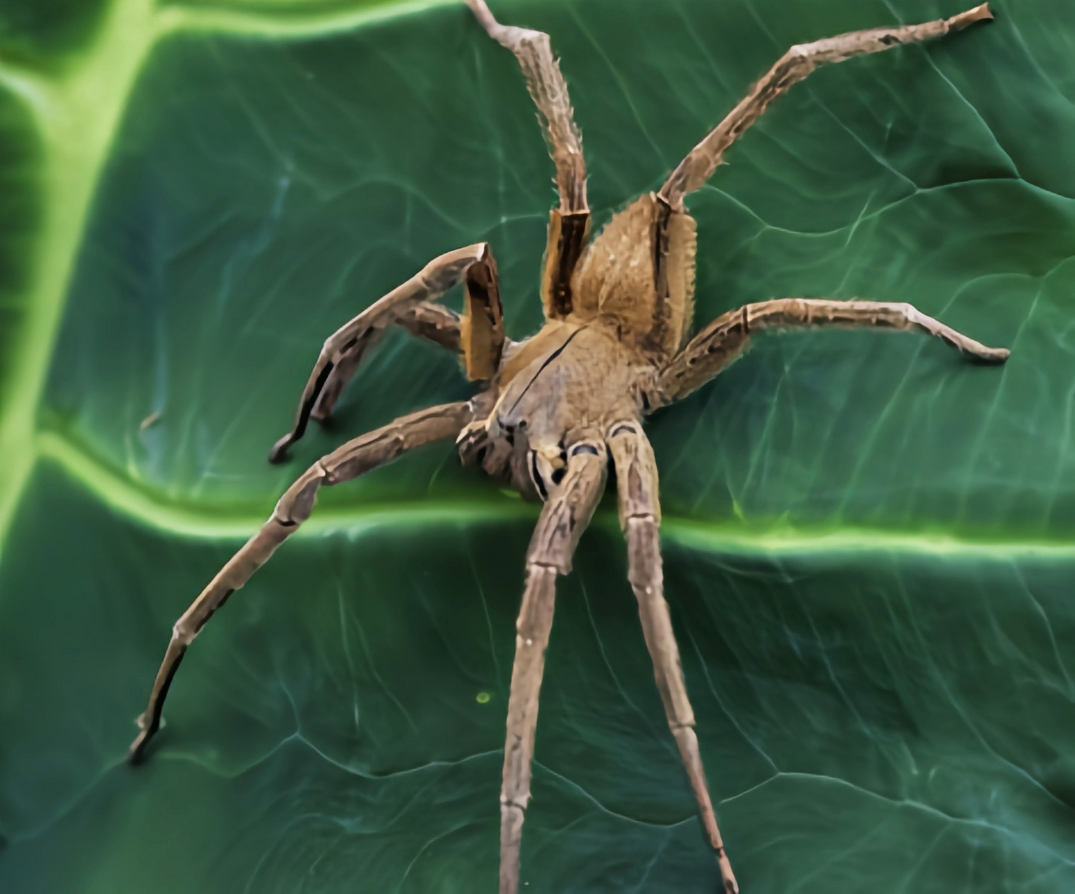 每天认识一种动物——巴西游走蛛 巴西游走蛛 别名香蕉蜘蛛,巴西 流浪
