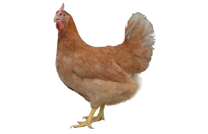伊莎粉蛋鸡品种图片