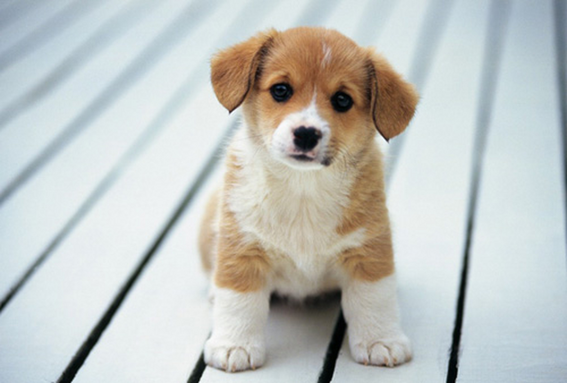 有的人说狗就是狗,只是动物而已.