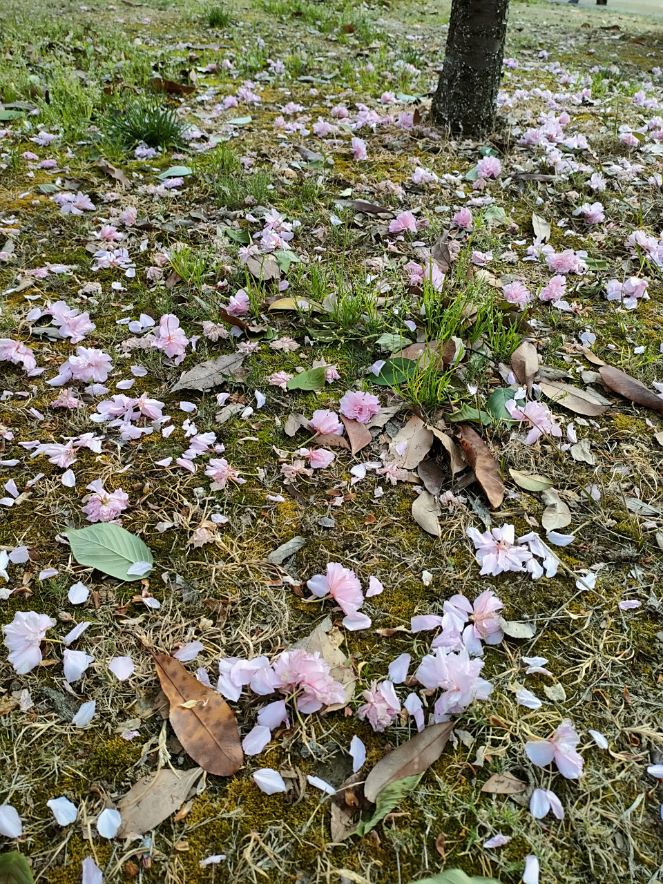 94花开花谢,自有命数,我们何必无端伤感呢?