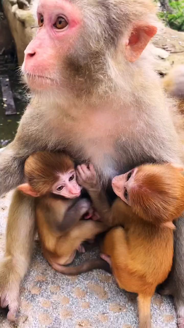 双胞胎猴宝宝长大真可爱,猴妈妈带得好.
