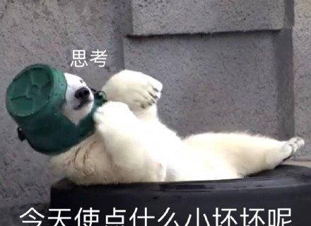 可爱三级头白熊(表情包)