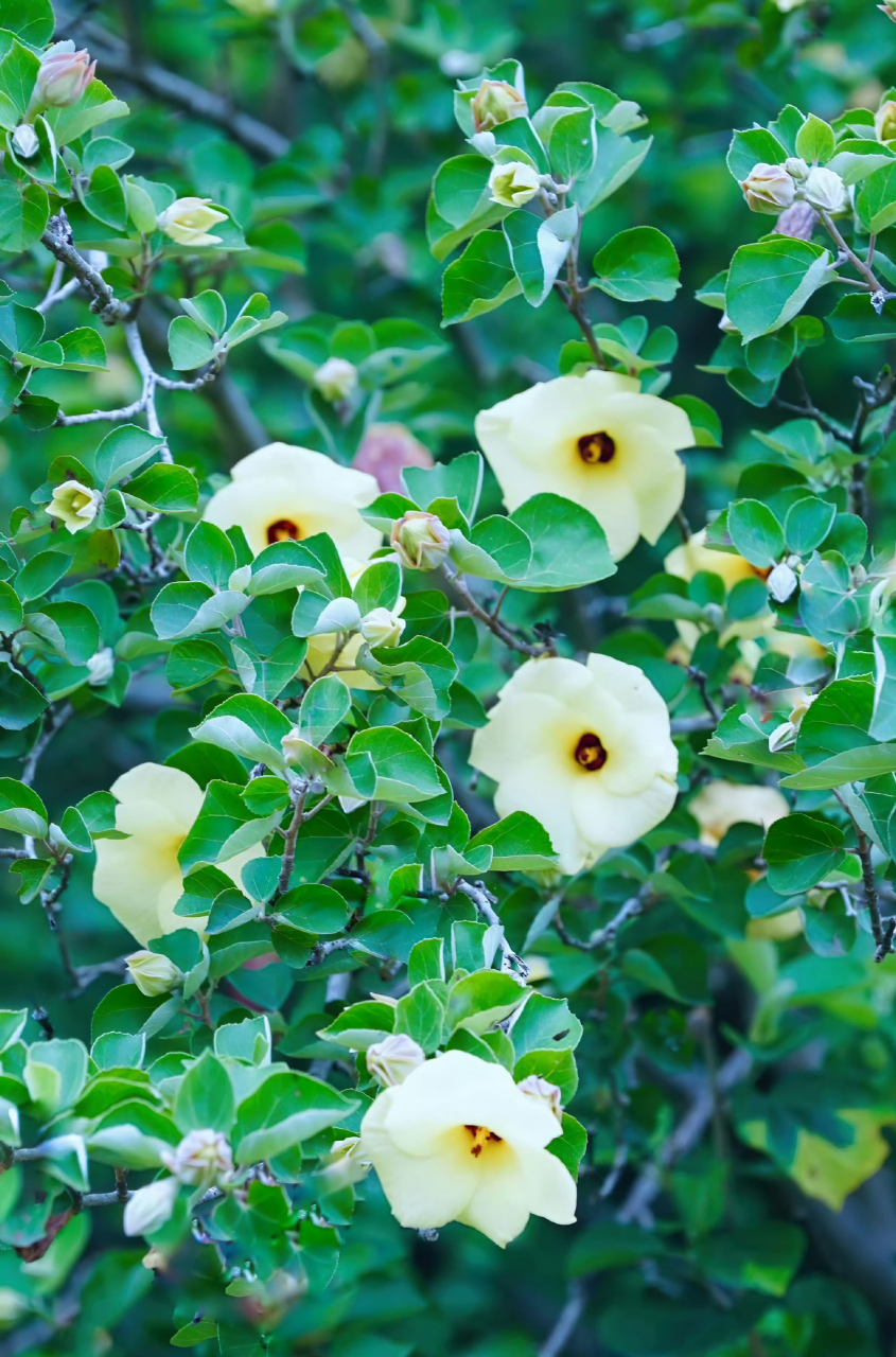 海滨木槿,清新淡雅.