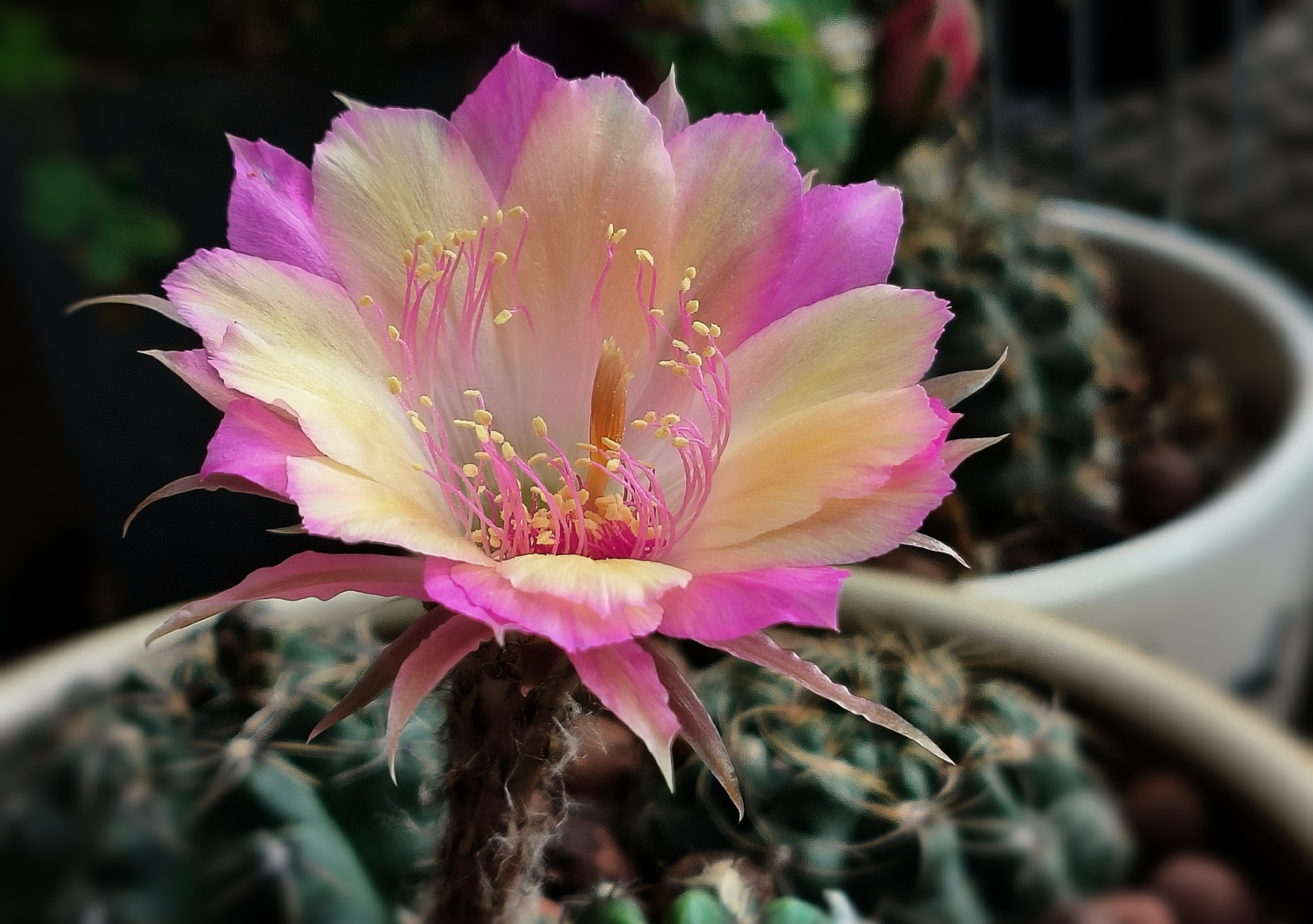 极光仙人球花,希望之花绽放,为你带来幸福与快乐.