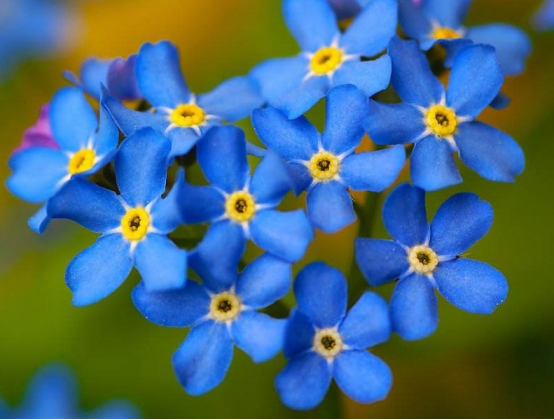 勿忘我:蓝紫色的小花儿,摆几盆在家里是真的美好至极