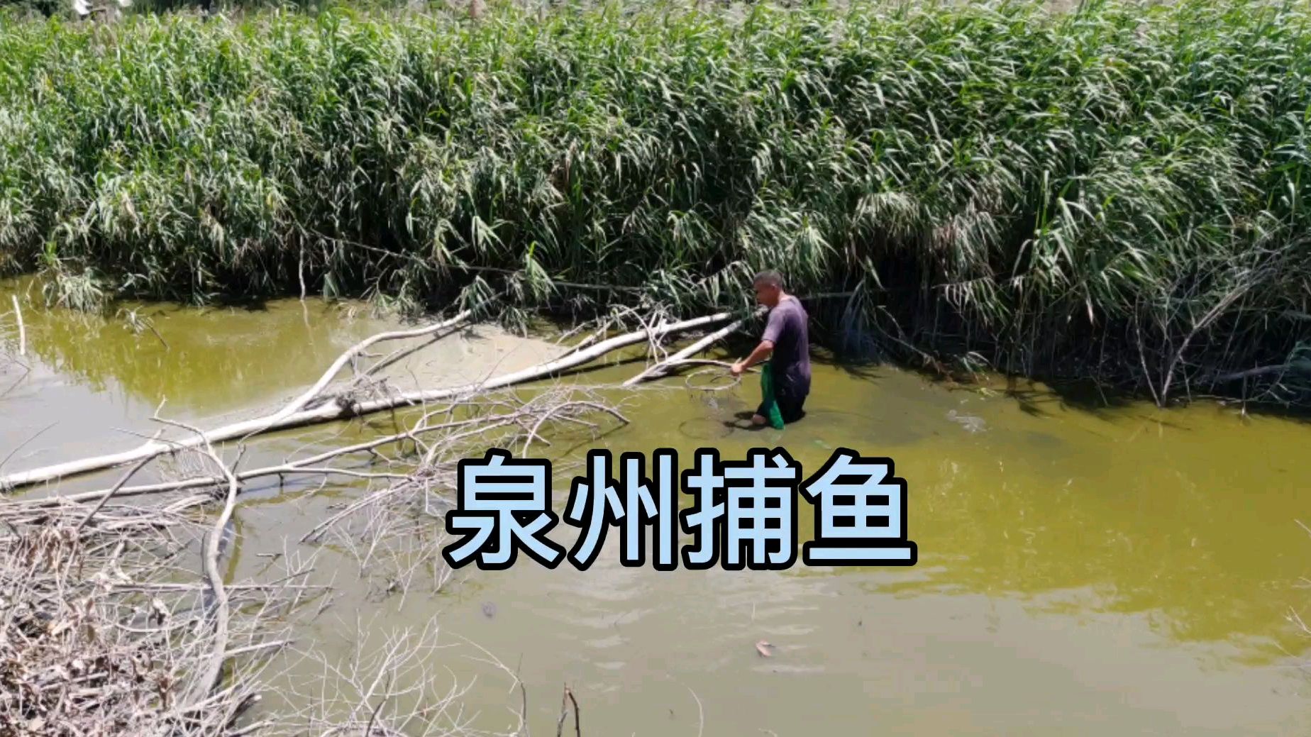 浑水摸罗非鱼,弄得浑身烂泥巴。去海边清洗时踩了“礁石”的坑