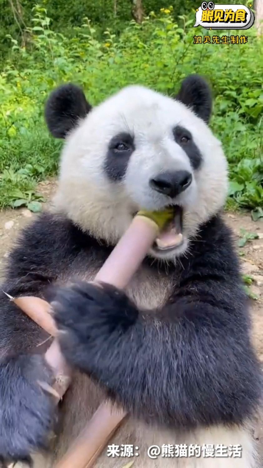 小熊猫吃竹子的样子太好看了叭