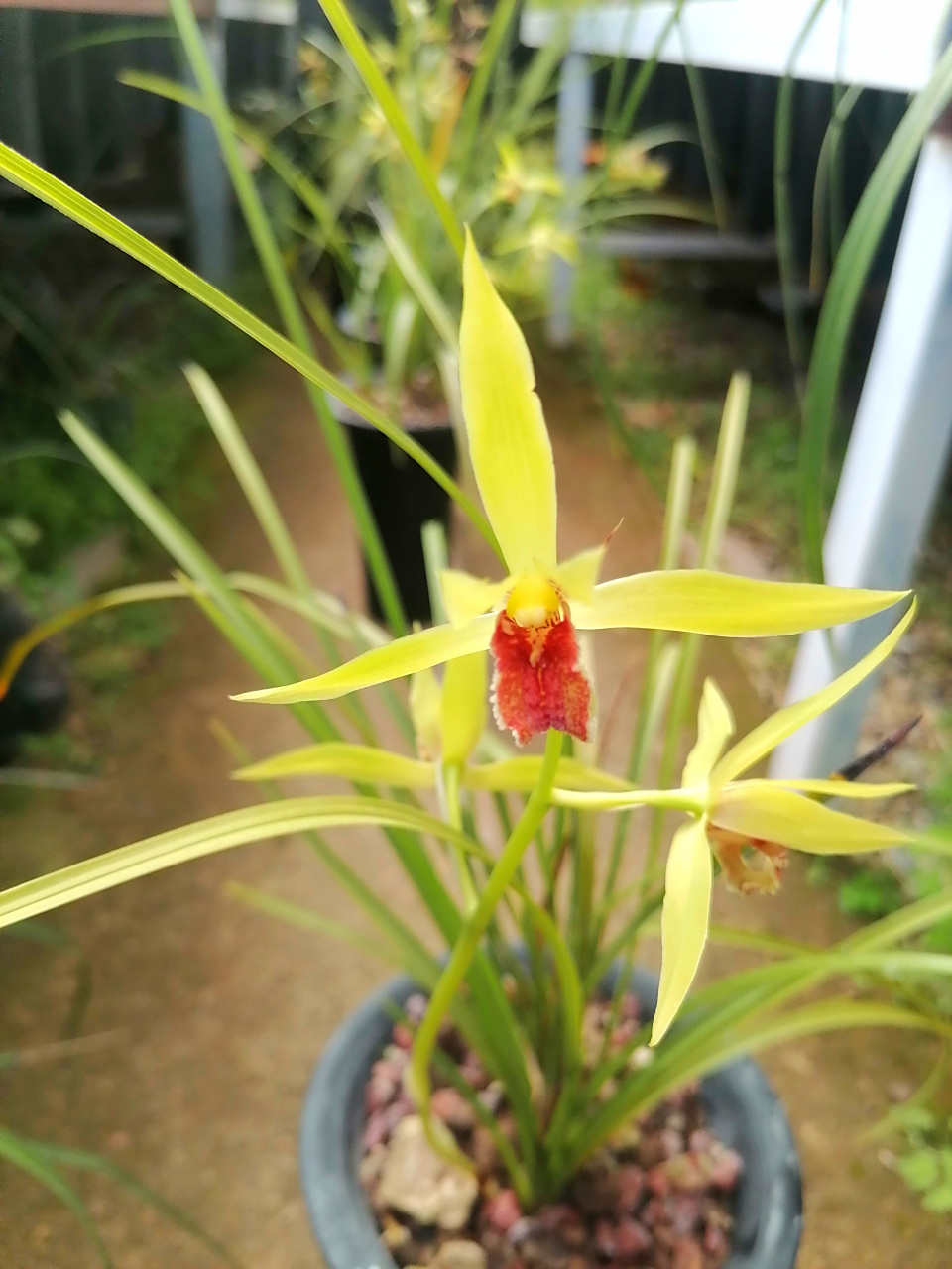 2018年在山上遇到的一颗蕙兰红舌,当然两个苗,今年第一次复花,开了3朵