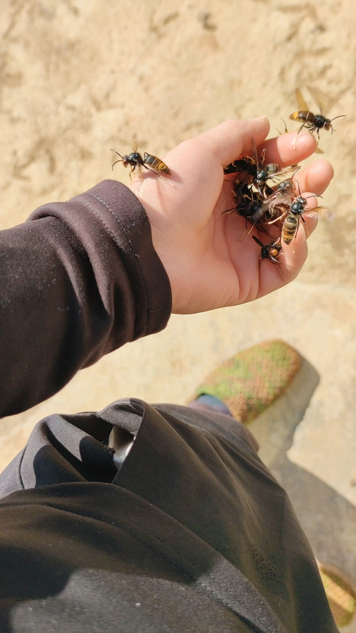 凶猛的马蜂也可以人工养殖用手抓也没事难道它认识主人